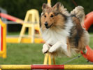Choosing a Dog Sport for You and Your Canine