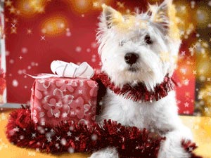 Holiday Safety for your Dog