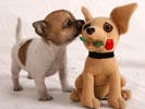 Socializing Your Puppy | Puppy Socialization