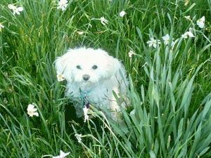 Spring Time Safety for your Dog