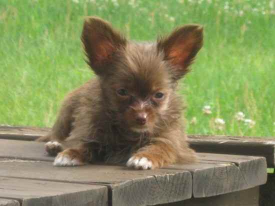 Miracle the Chorkie