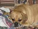 Toby the Puggle