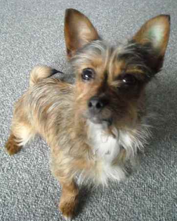 Lilly the Chorkie