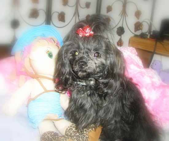 Misty Moonlight  the Lhasapoo