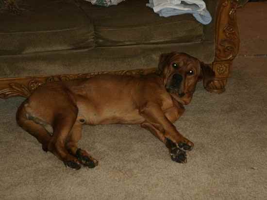 Lucky the Rottweiler Mix