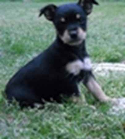 ABBIE the Miniature Schnauzer Mix