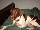 Cocoa the German Shorthaired Pointer Mix
