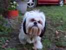 Cookie the Shih Apso