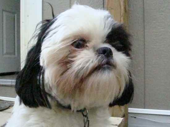 Ceiliedh  (Caley) the Shih Apso