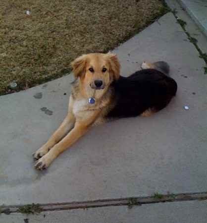 Yenko the Golden Shepherd