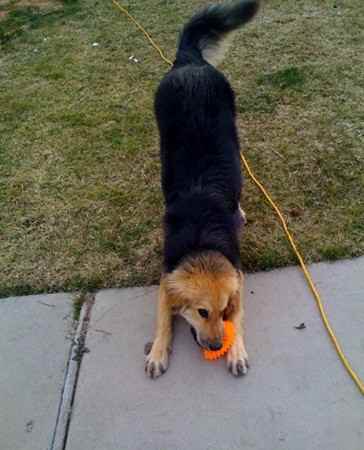 Yenko the Golden Shepherd