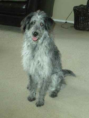 cattle dog cross poodle