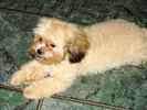 Ginger the Shihpoo