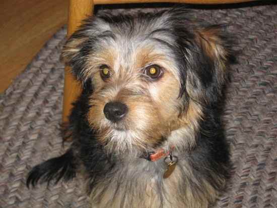 Tank the Yorkshire Terrier Mix