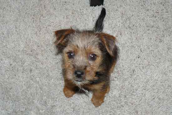 Griffey the Yorkie Russell