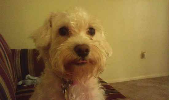 Libby Lu the Schnoodle
