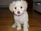 Molly the Chipoo