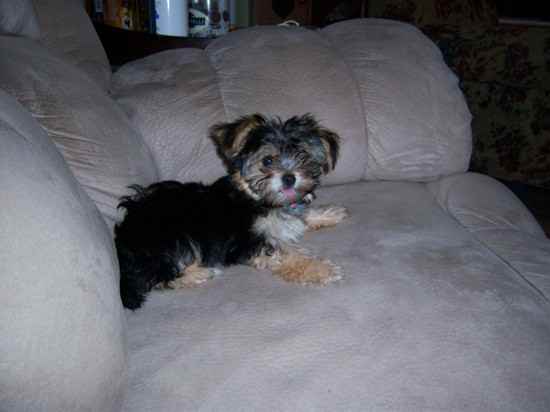 Alexis Christiana the Morkie