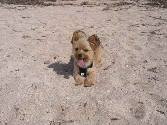 Chewy the Silky Terrier Mix