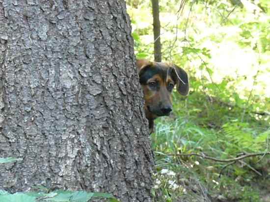 Fred the German Shepherd Dog Mix