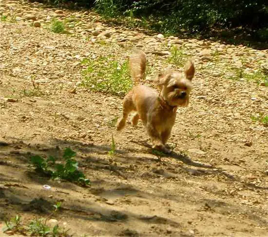 Mani the Dachshund Mix