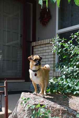 Rocky the Puganese - Designer Dog Photo Gallery (5296)