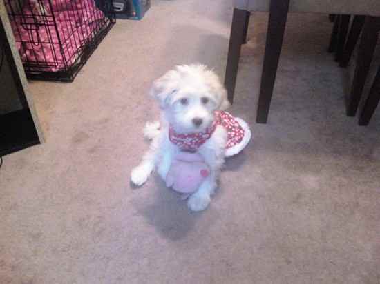 Sophie  the Maltipoo