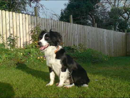 Collie the Border Collie Mix