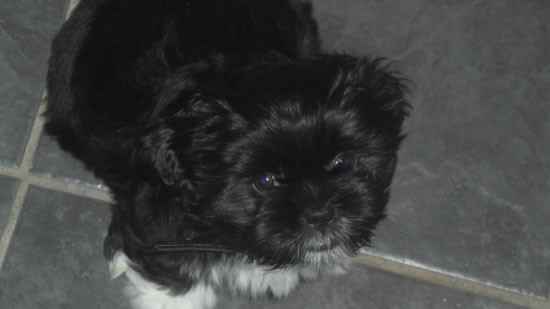 Lilly the Shih Apso