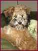 Schnoodle Puppy # 1 the Schnoodle