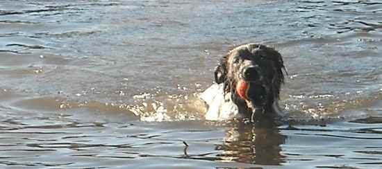 Bowie the English Setter Collie