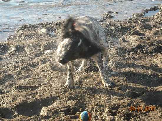 Bowie the English Setter Collie