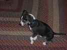 Penny the Boglen Terrier