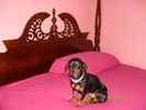 Jewels the Doxie-Pin