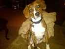 Henry the Boglen Terrier