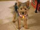 Sassy the Silkshire Terrier