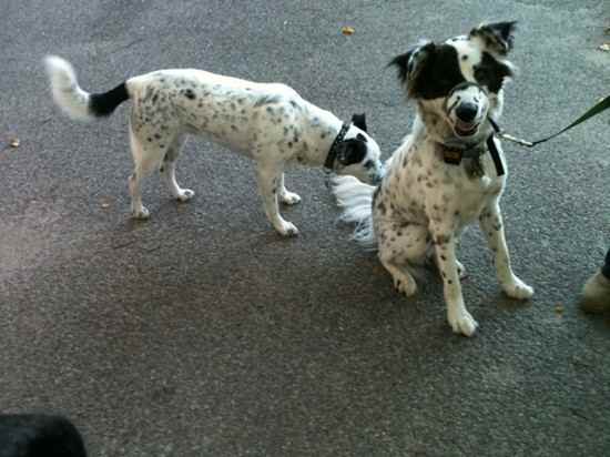 Buddy the English Setter Collie