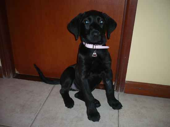 Guadalupe the Great Labradane