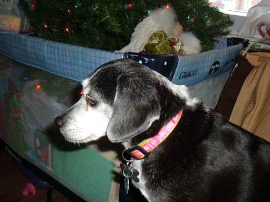 Daisy the Boglen Terrier