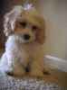 Buster the Cavachon