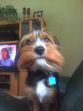 Clyde the King Charles Yorkie