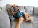 Chewy the Chow Pei
