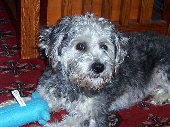 Shelby the Schnoodle