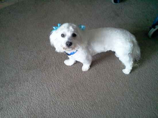 Chloe the Maltipoo