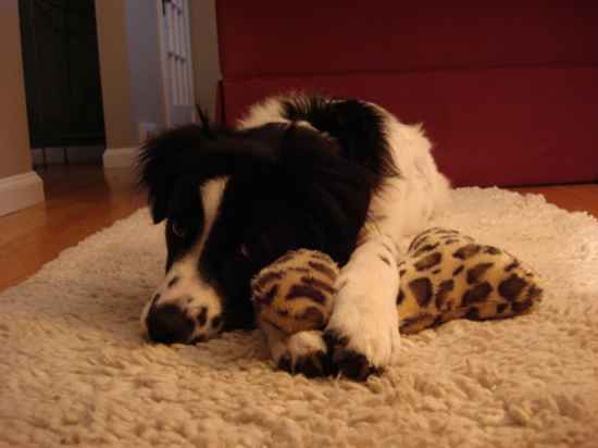 Pepper  the English Setter Collie