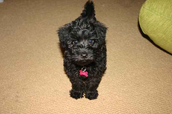 Macy the Schnoodle