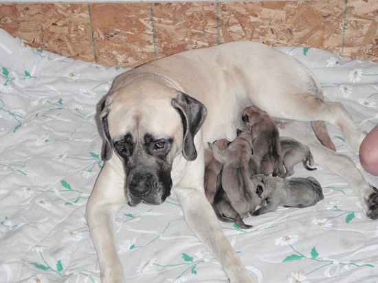 Diesel the Bullmastiff Mix