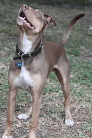 Champion the Doberman Terrier