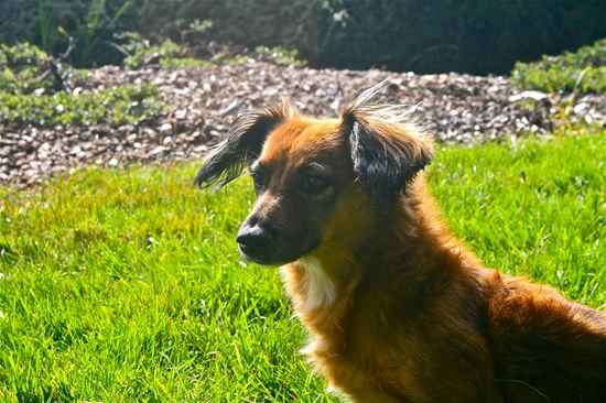 Maggie the Dachshund Mix