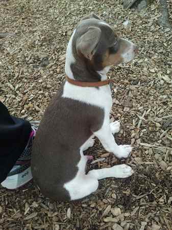 Trooper Louis the Rat Terrier Mix